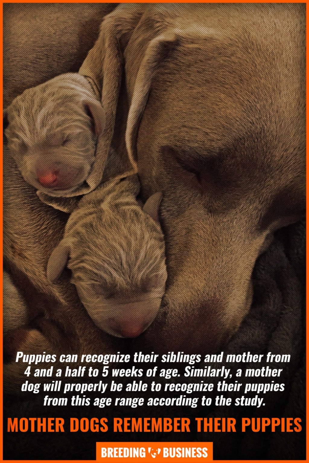 Picture of: Do Mother Dogs Miss Their Puppies? – Studies, Behavior & FAQs