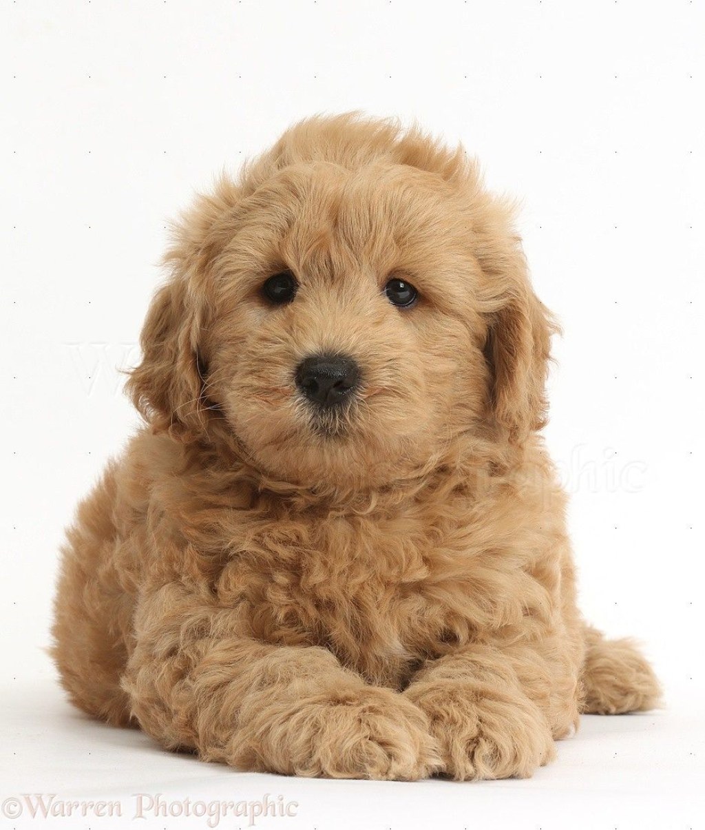 Picture of: Dog: Cute Fb Goldendoodle puppy photo  Goldendoodle puppy, Fb