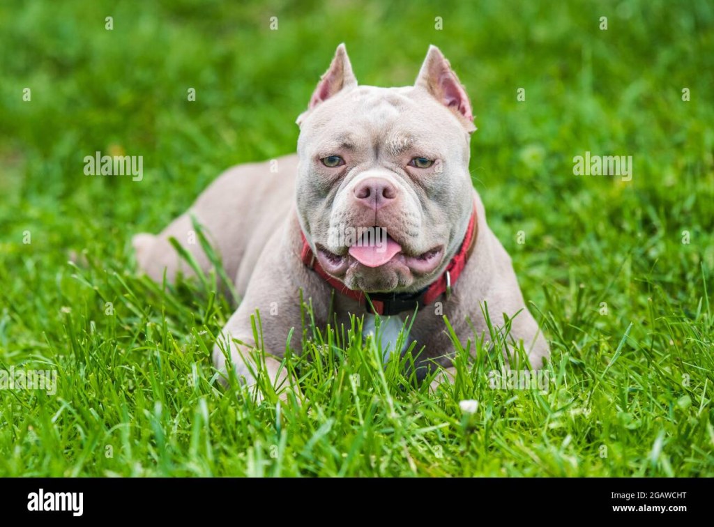 Picture of: Ein Pocket Lilac Farbe American Bully Welpen Hund liegt auf grünem