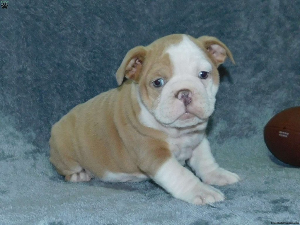 Picture of: English Bulldog Mix Puppies For Sale  Greenfield Puppies