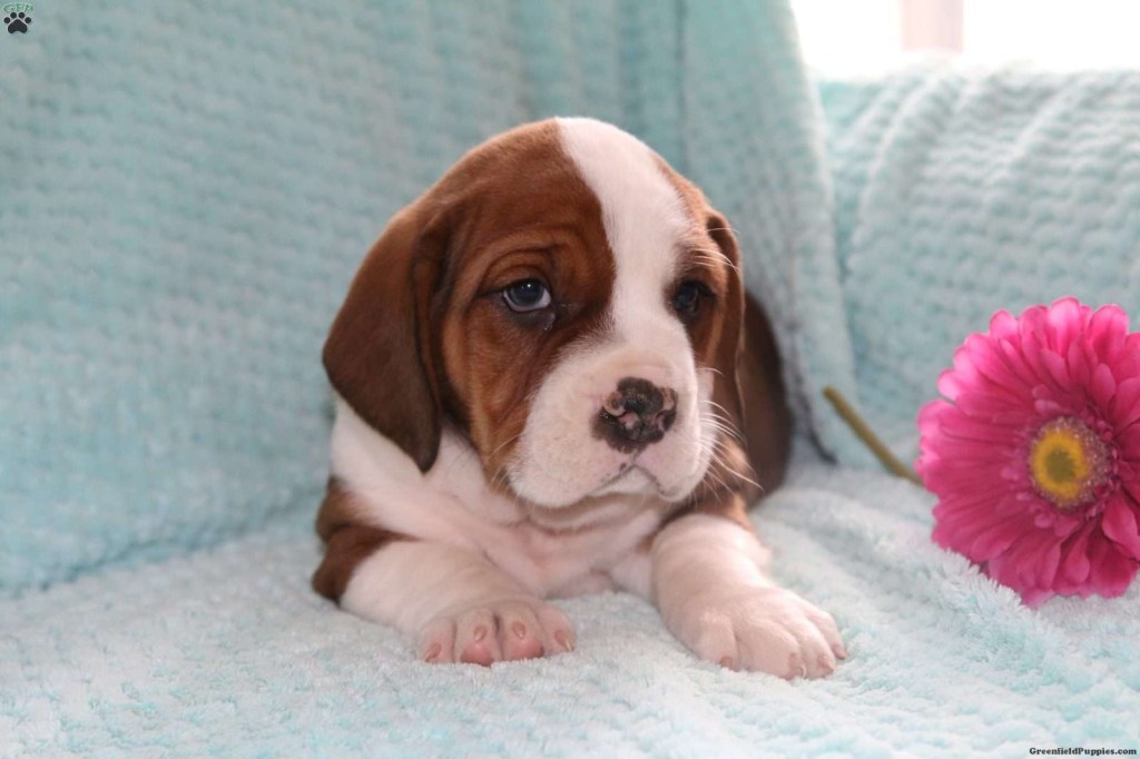 Picture of: English Bully Basset Puppies for Sale  Greenfield Puppies