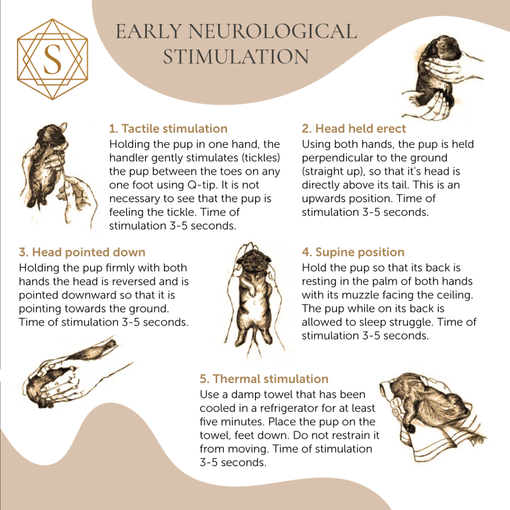 Picture of: ENS Early Neurological Stimulation & Early Scent Introduction