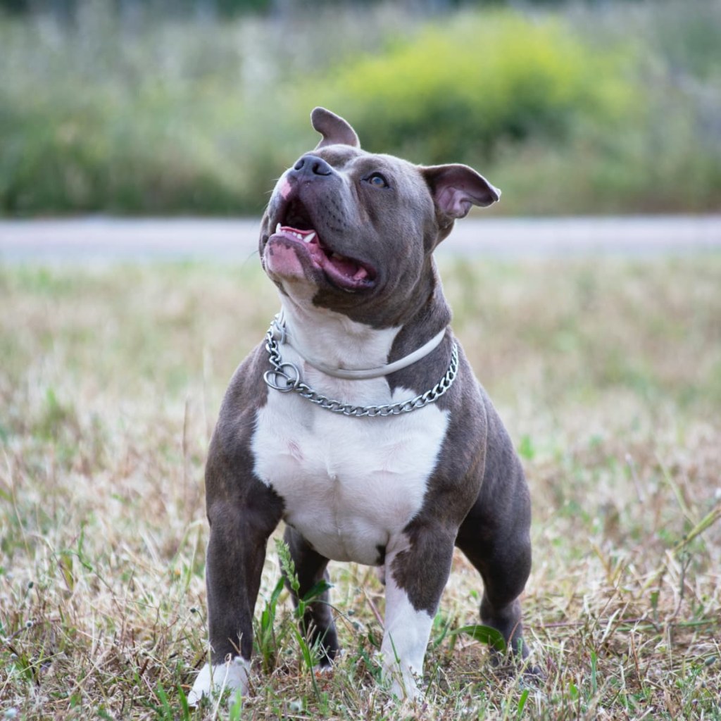 Picture of: Facts About Blue Nose and Red Nose Pit Bulls – PetHelpful