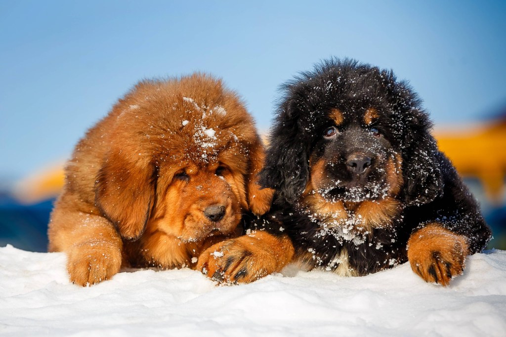 Picture of: Facts About Tibetan Mastiffs  Greenfield Puppies