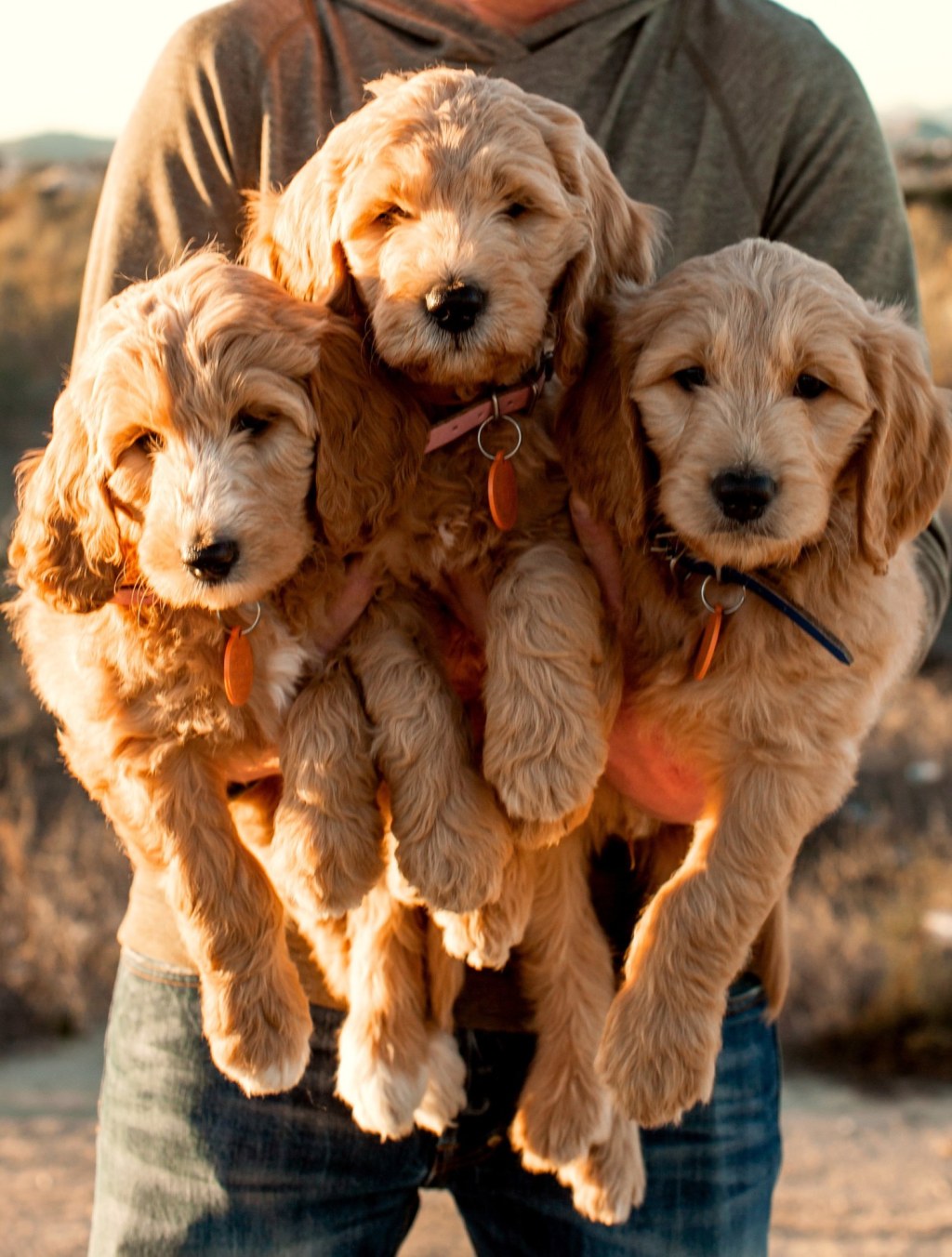 Picture of: Find the Best FB Goldendoodle Puppies in California for a Loving