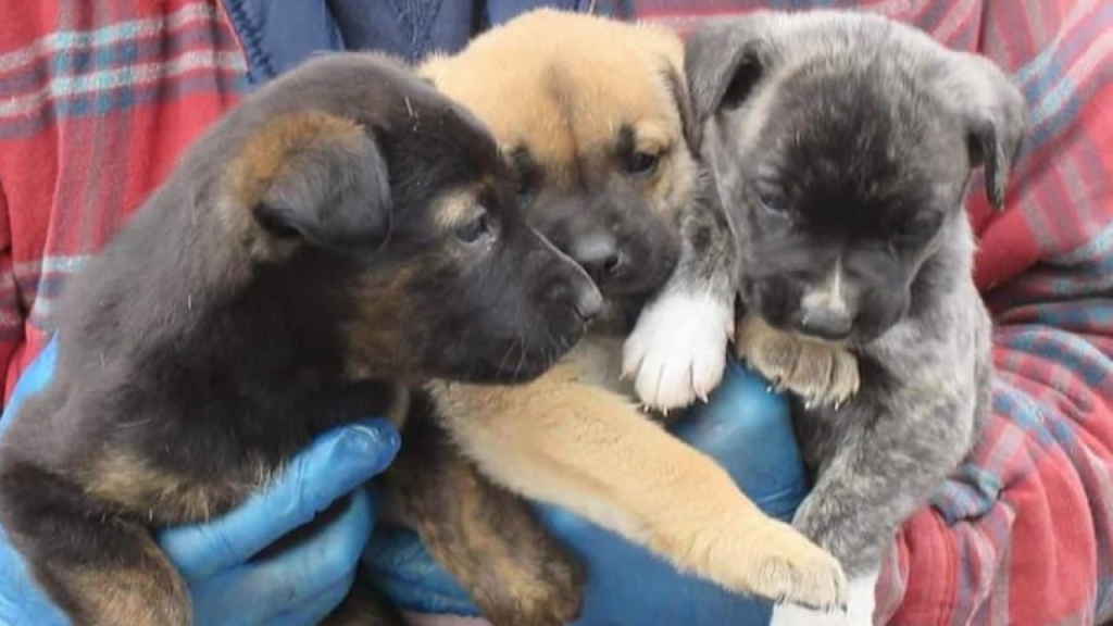 Picture of: Geauga County organization rescues more than  puppies