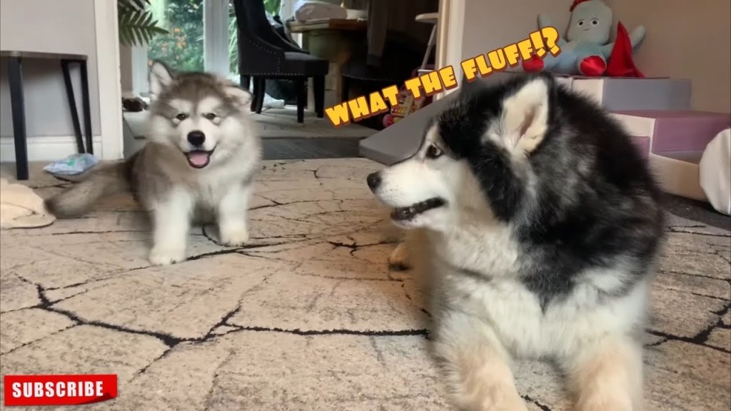 Picture of: Giant Alaskan Malamute Reacts To New Puppy! (So Cute!!)