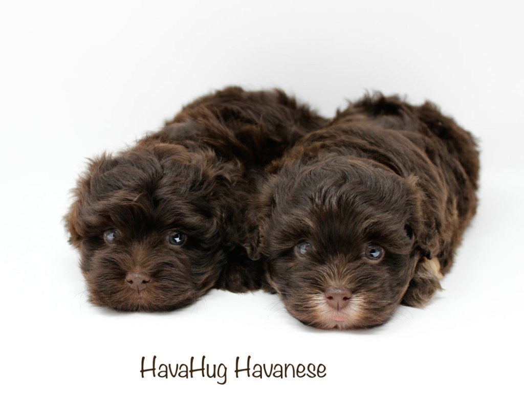 Picture of: HavaHug Havanese Puppies – HavaHug Havanese Puppies of Michigan