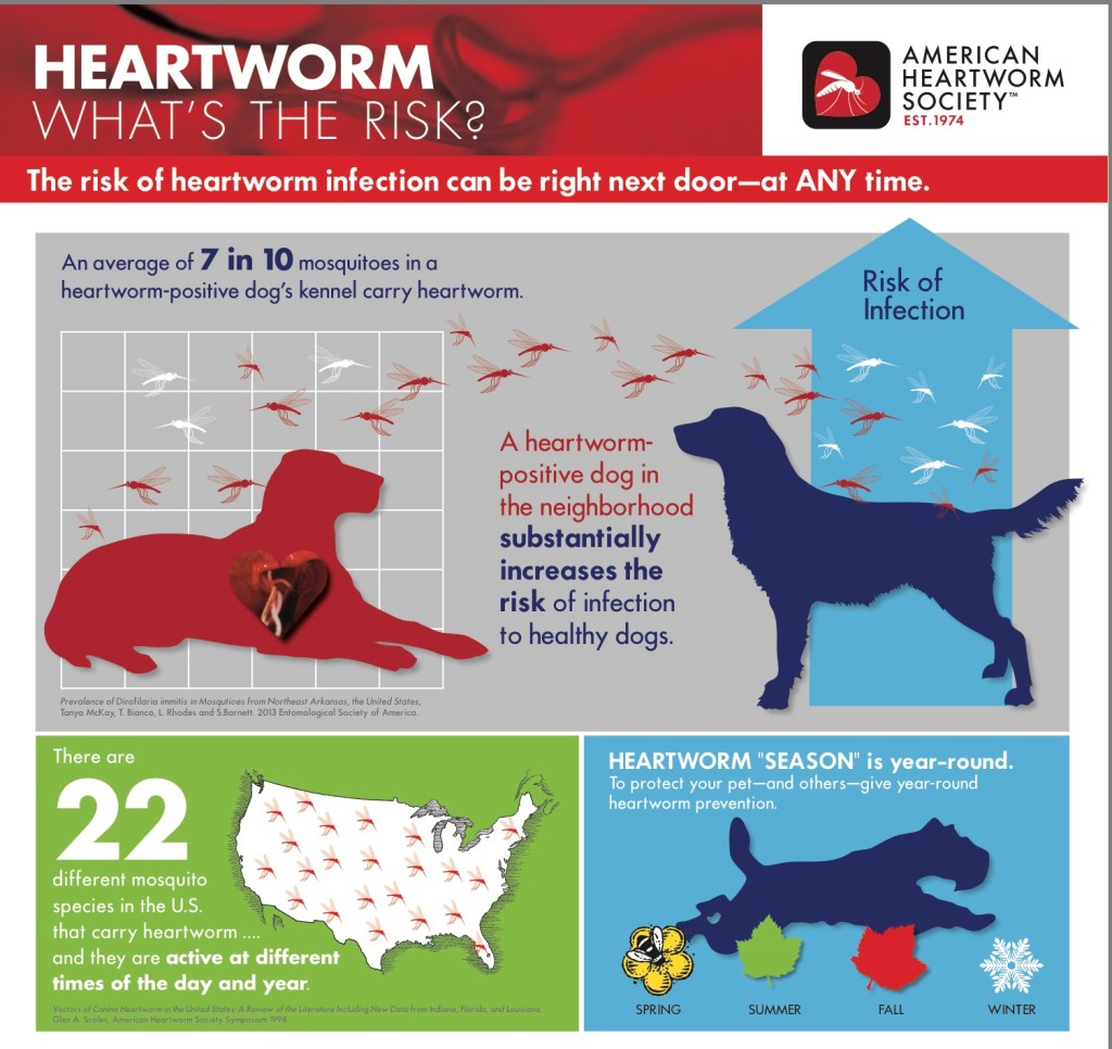 Picture of: Heartworm, Flea, and Tick Prevention in Bulverde, Spring Branch