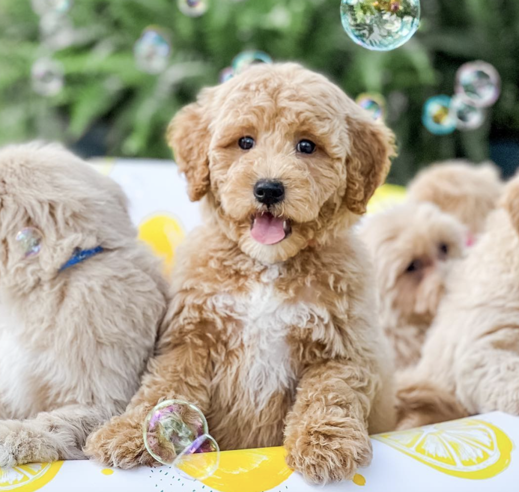 Picture of: Home Page – Doodle Romp  – Teddy Bear Golden Doodles