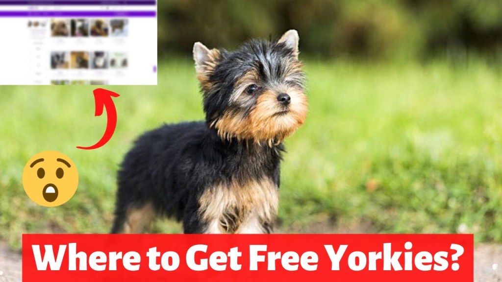 Picture of: How and Where to Find a FREE Yorkie and Teacup Yorkie?