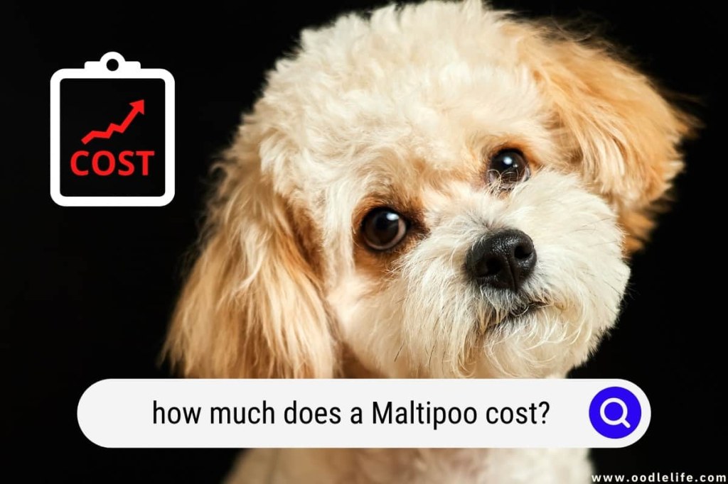 Picture of: How Much Does A Maltipoo Cost? ( Maltipoo Prices) – Oodle Life