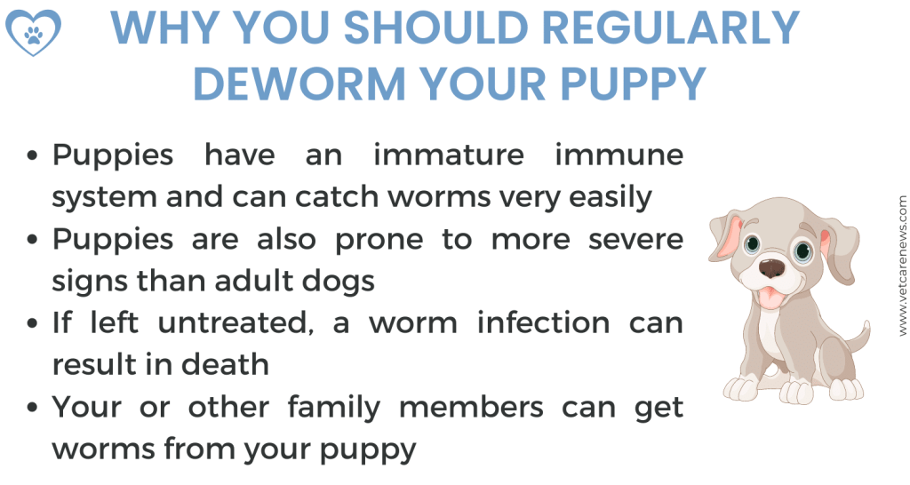Picture of: How often should puppies be dewormed? Essential puppy deworming