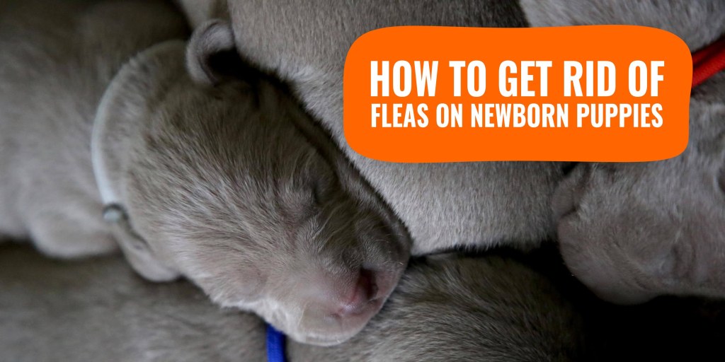 Picture of: How To Get Rid Of Fleas On Newborn Puppies – Treatment & FAQs