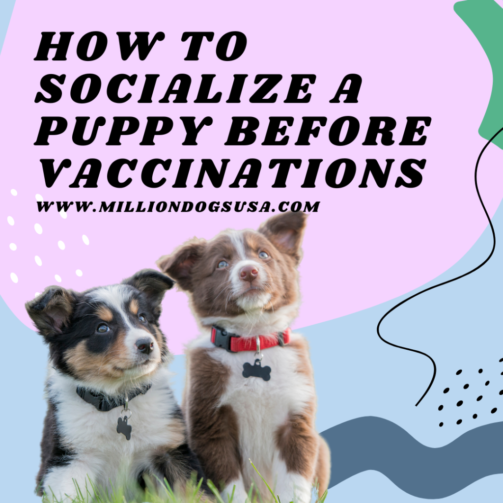 Picture of: How to Socialize a Puppy Before Vaccinations