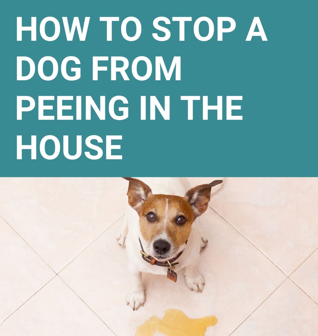 Picture of: How to Stop a Dog From Peeing in the House