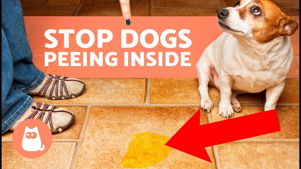 Picture of: How to STOP Your DOG PEEING at HOME 🐶 ( Tips)