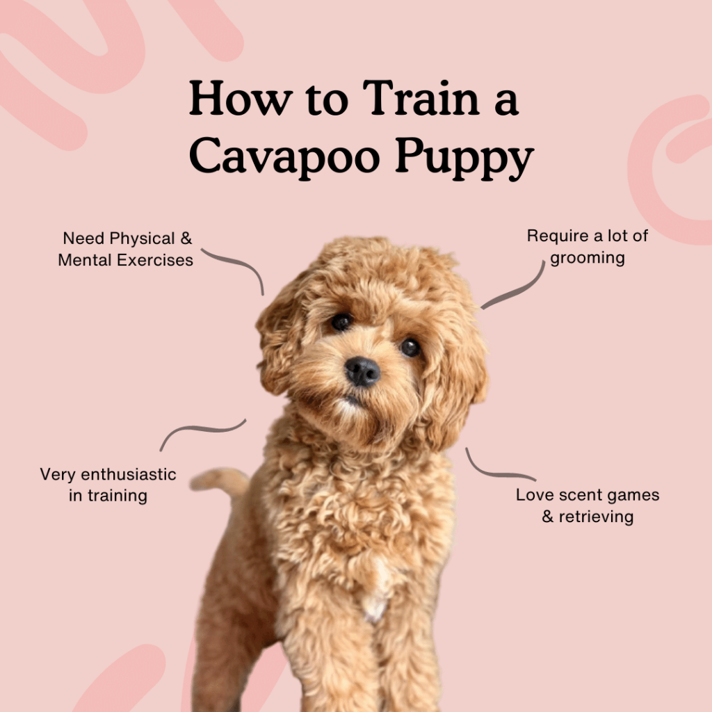 Picture of: How to train a Cavapoo puppy – the ultimate guide — Zigzag Puppy