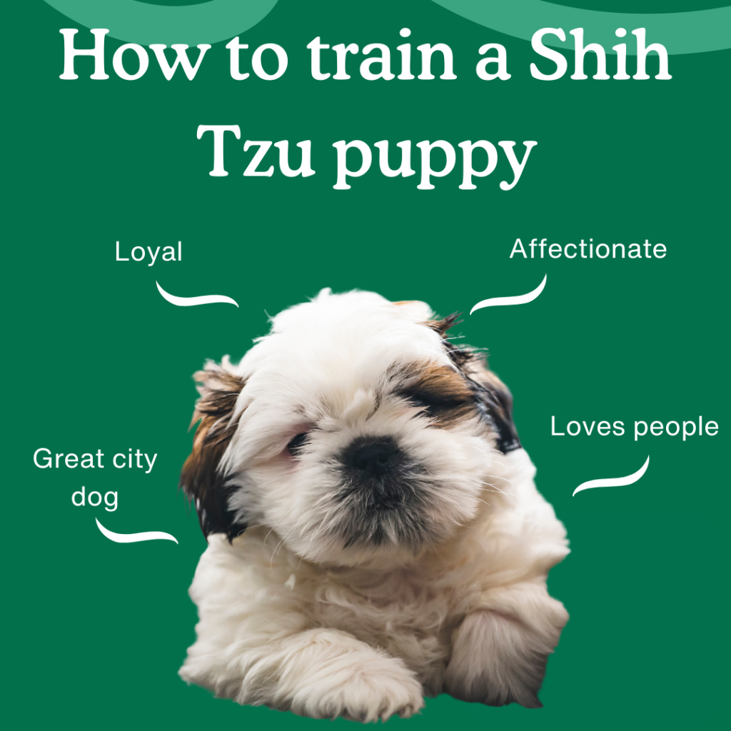 Picture of: How to Train a Shih Tzu Puppy:  Week Guide – Zigzag