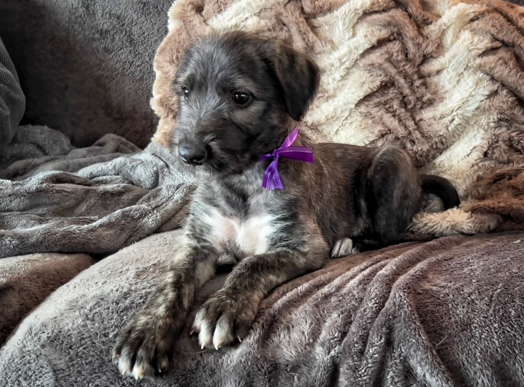 Picture of: IRISH WOLFHOUND PUPPIES — WESTOVER WOLFHOUNDS