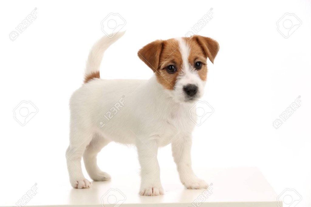 Picture of: Jack Russell Puppies Stock Photo, Picture And Royalty Free Image