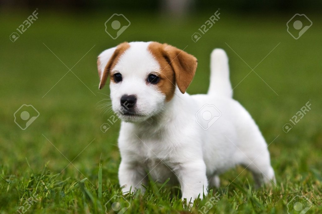 Picture of: Jack Russell Terrier Puppy On Grass Stock Photo, Picture And