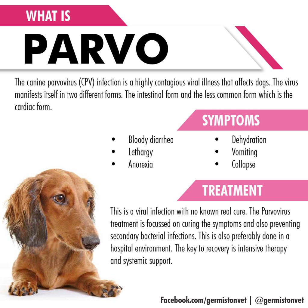 Picture of: Know what the Parvovirus is – Germiston Veterinary Hospital
