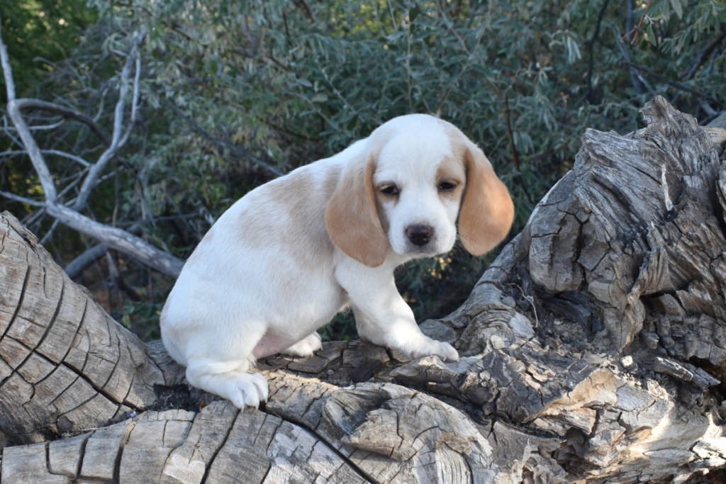 Picture of: Lemon and White Beagle Puppy, the Warm Colored Pup! Jacobson Kennel