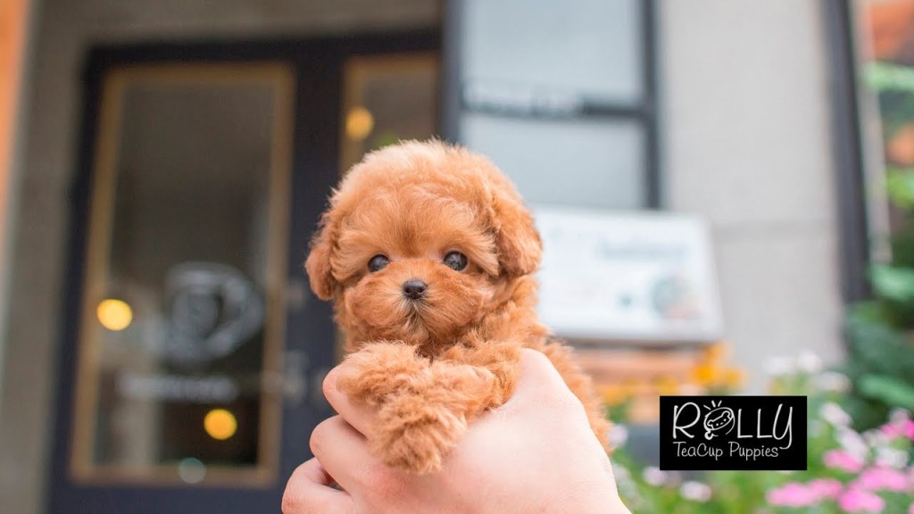 Picture of: Live Teddybear?! Amazing Poodle ‘Teddy’ – Rolly Teacup Puppies