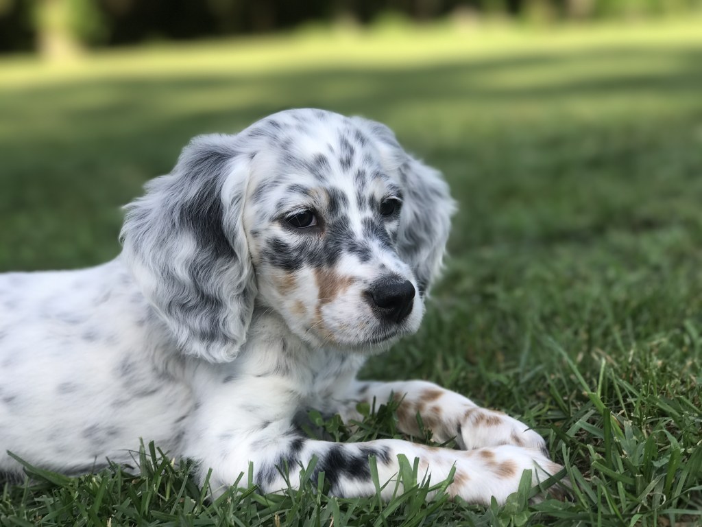 Picture of: llewellin setter puppies – Page  – PAINT RIVER SETTERS