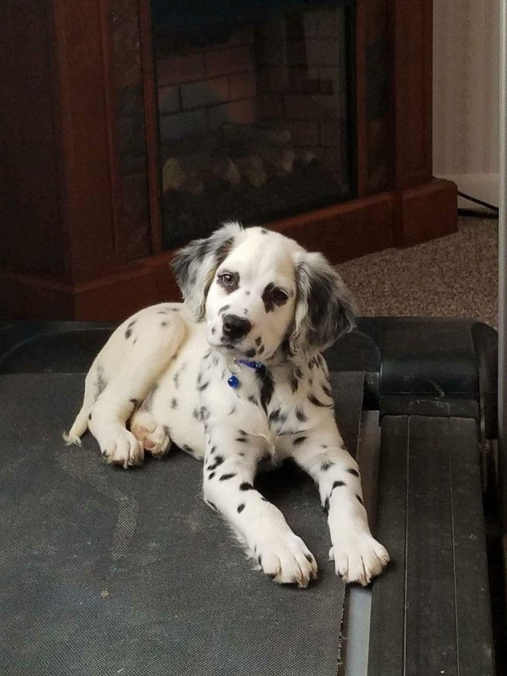 Picture of: Long-haired Dalmatian  Dalmation puppy, Cute dogs, Pretty dogs