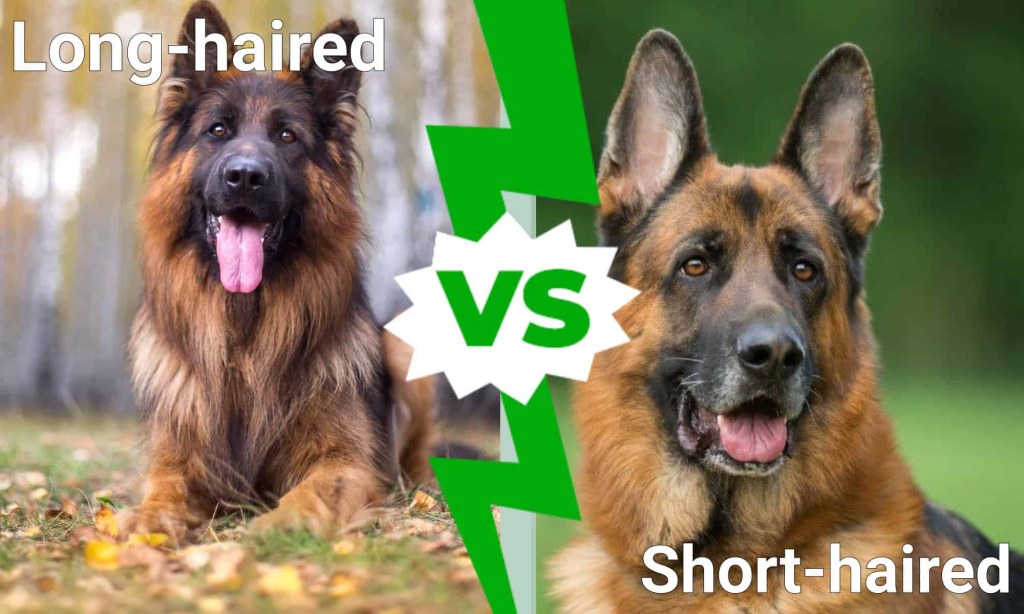 Picture of: Long-Haired German Shepherd Vs