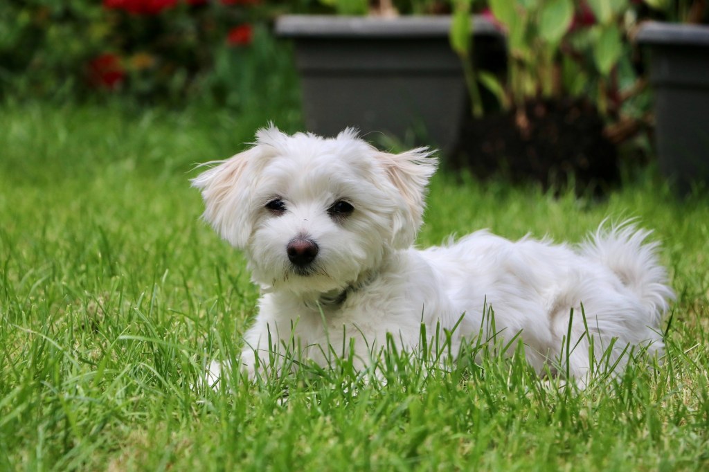 Picture of: Maltese Dog Breed – Facts and Personality Traits