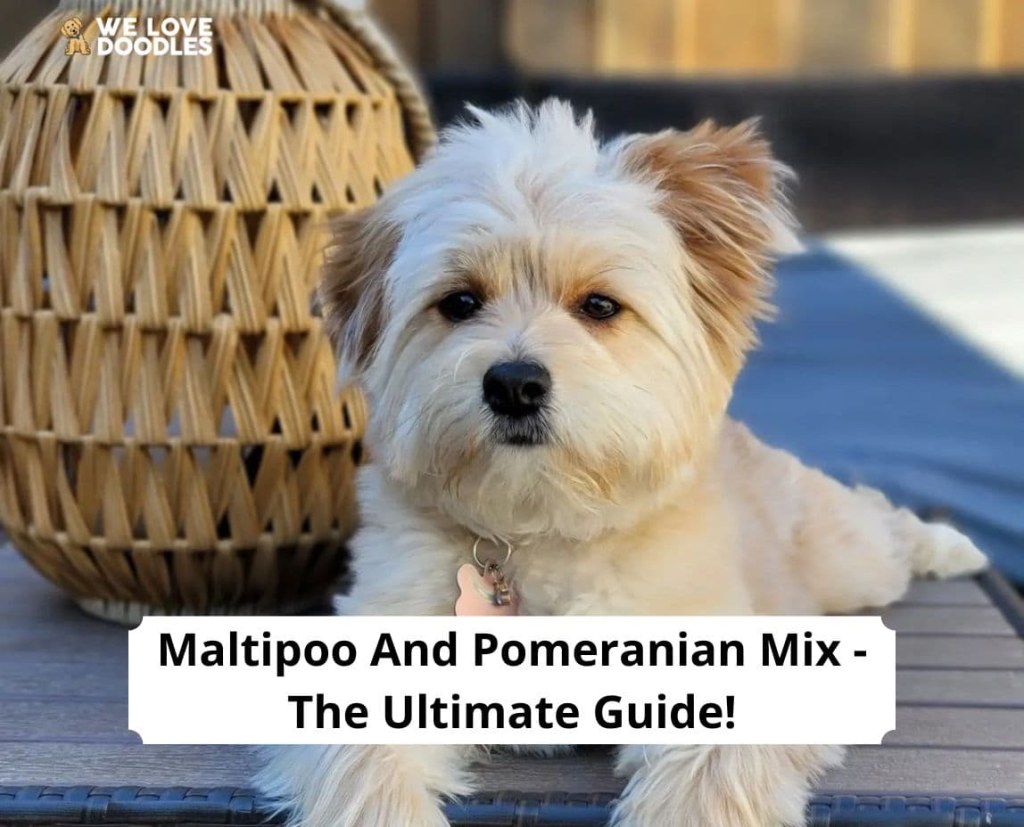 Picture of: Maltipoo And Pomeranian Mix – The Ultimate Guide! () – We Love