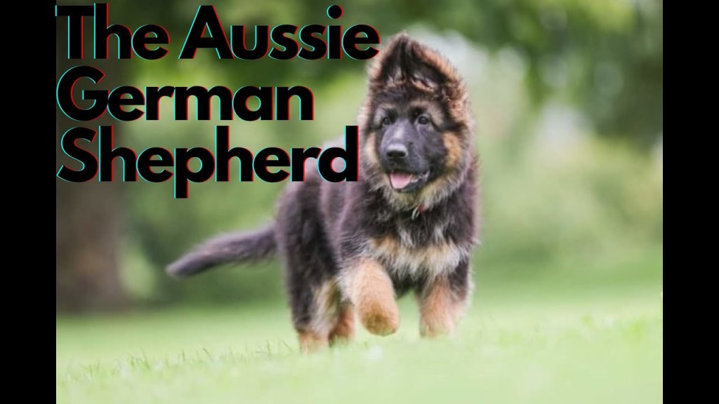 Picture of: Meet The German Shepherd Australian Shepherd Mix!