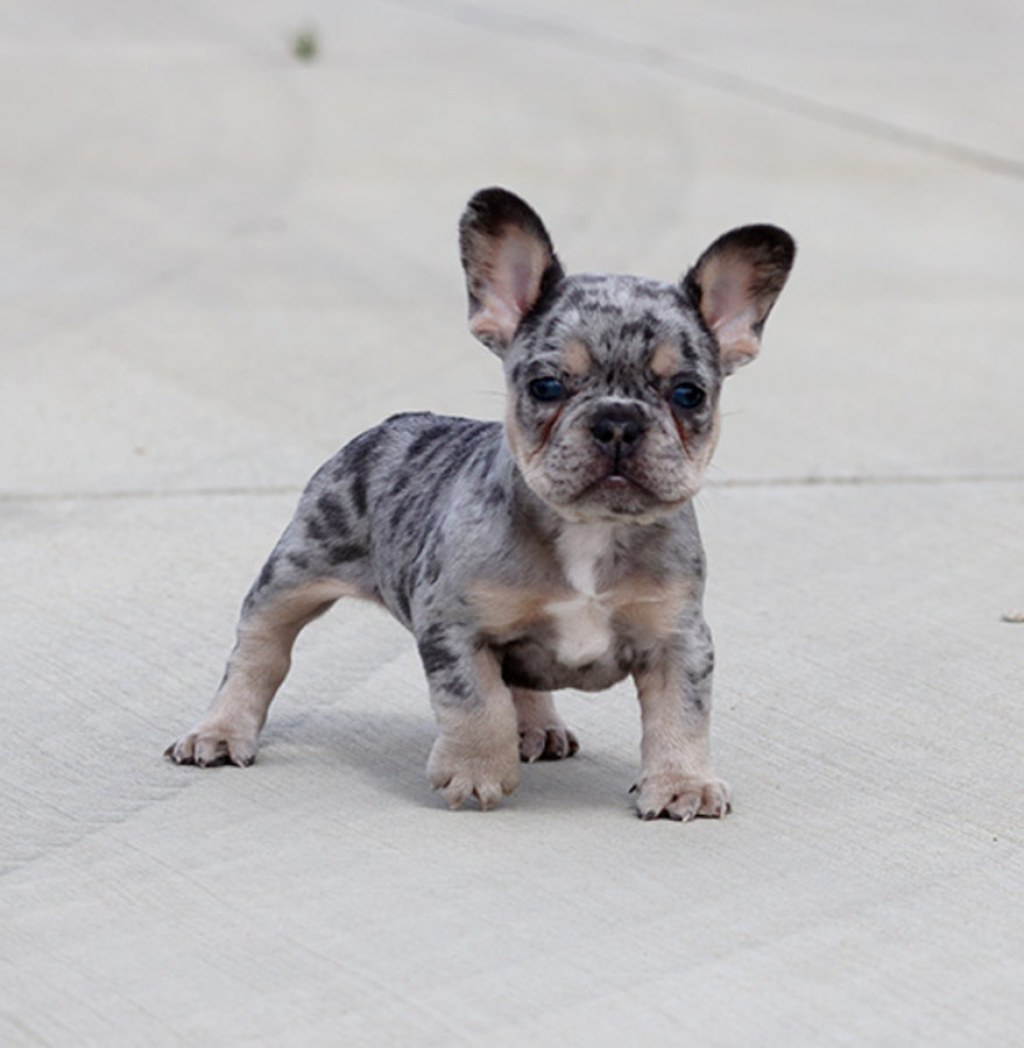 Picture of: Merle Frenchie Puppies Store – benim.k
