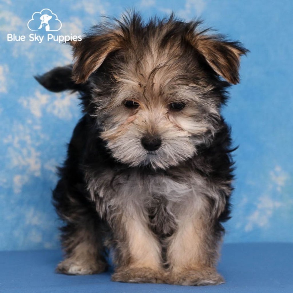 Picture of: Morkie F puppy adopted in Tampa Bay