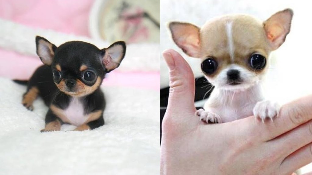 Picture of: Most Adorable Teacup Chihuahua Compilation Video Ever