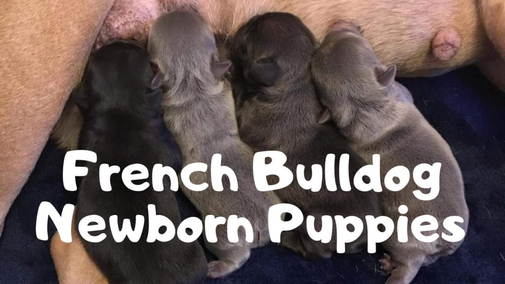 Picture of: Newborn French Bulldog Puppies