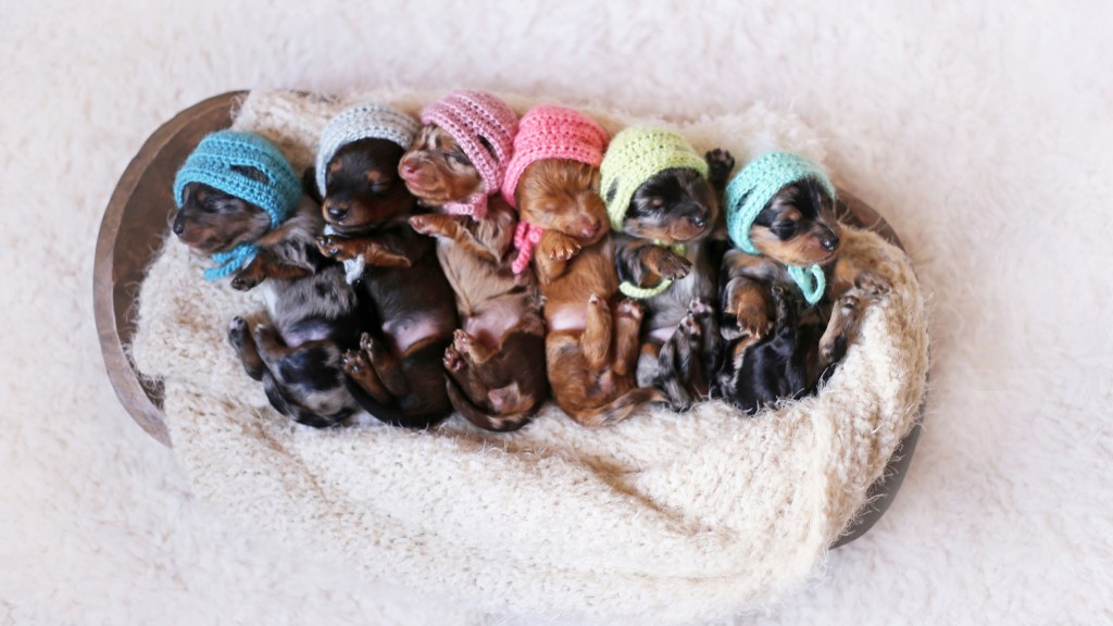 Picture of: newborn puppies fetch smiles in photo shoot with mom: See the pics!