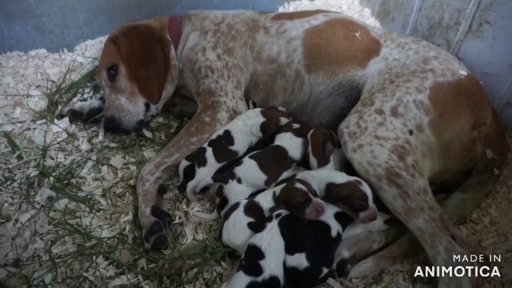 Picture of: NEWBORN PUPPIES!! Welcome to Paisleys Redtick Coonhound x Beagle babies!!