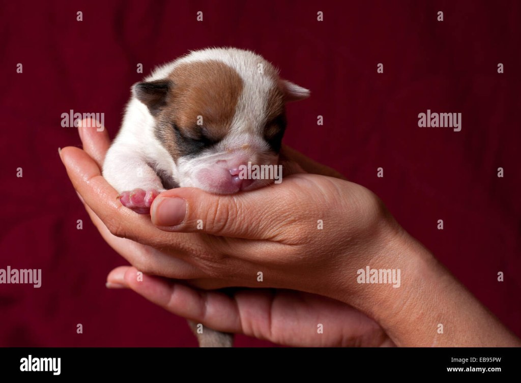 Picture of: Newborn puppy english bulldog puppy hi-res stock photography and