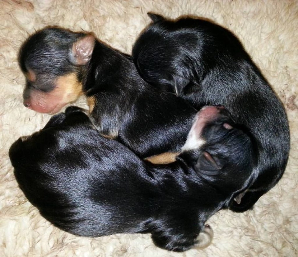 Picture of: newborn yorkie mix puppies  Mundo perruno, Animales, Mascotas