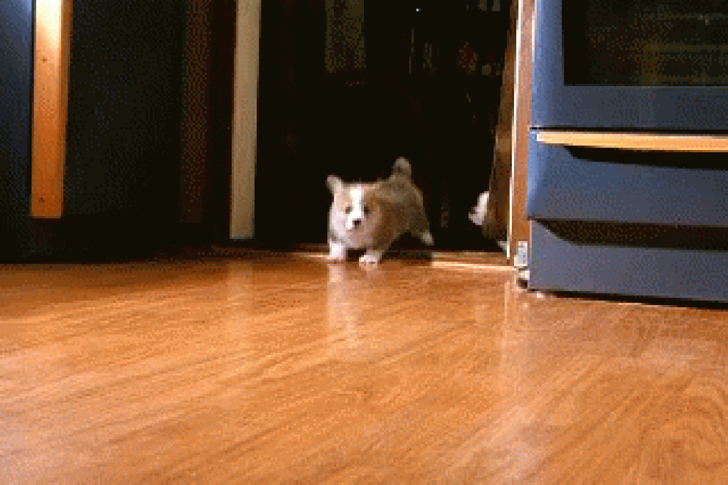 Picture of: Of The Most Adorable Puppy GIFs We’ve Ever Seen  Puppies gif