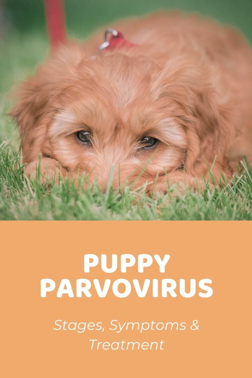 Picture of: Parvo In Dogs: Stages, Symptoms, and Treatment – Doodle Doods