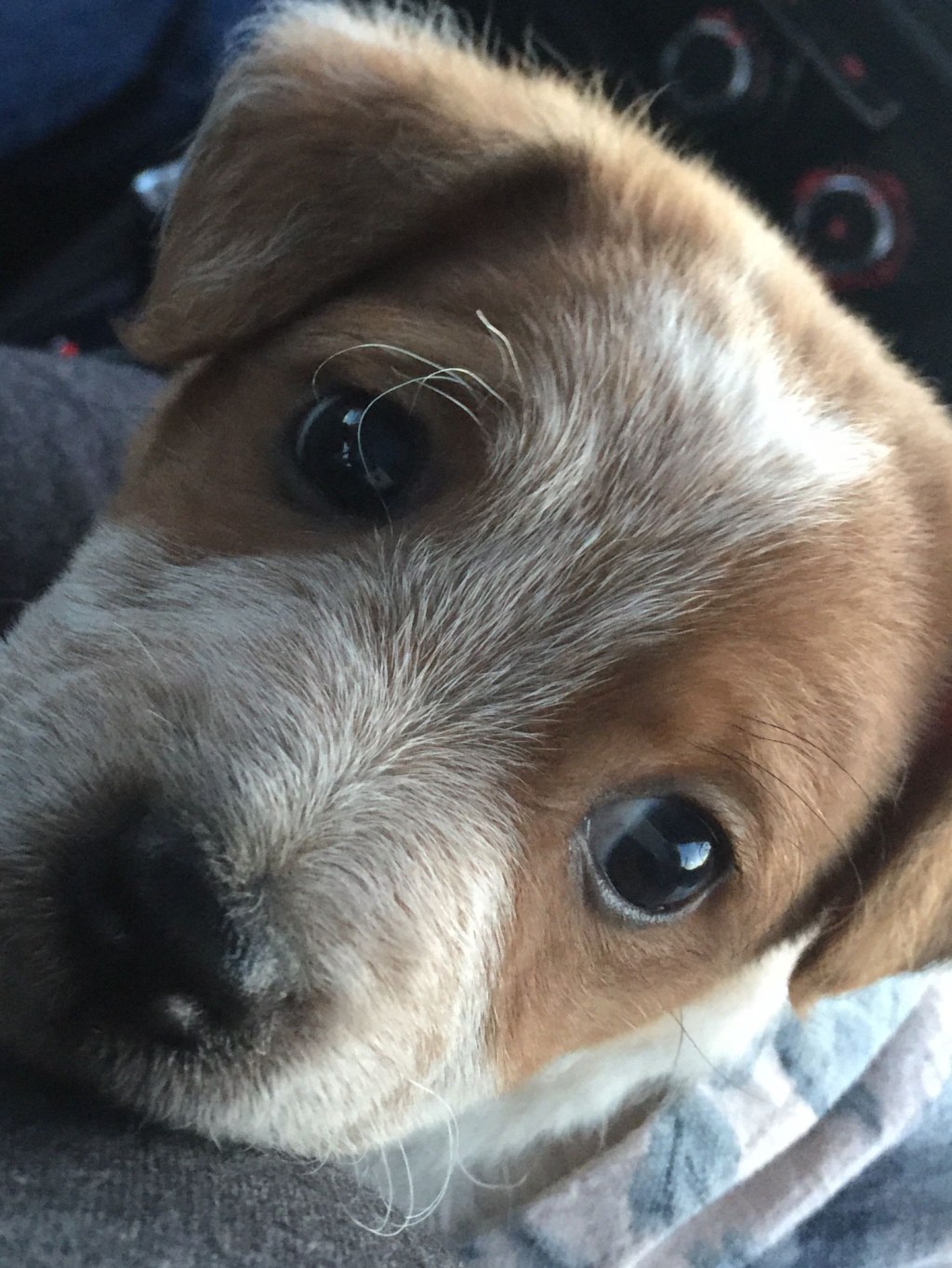 Picture of: Pete. Jack Russell, Red Heeler Mix Puppy