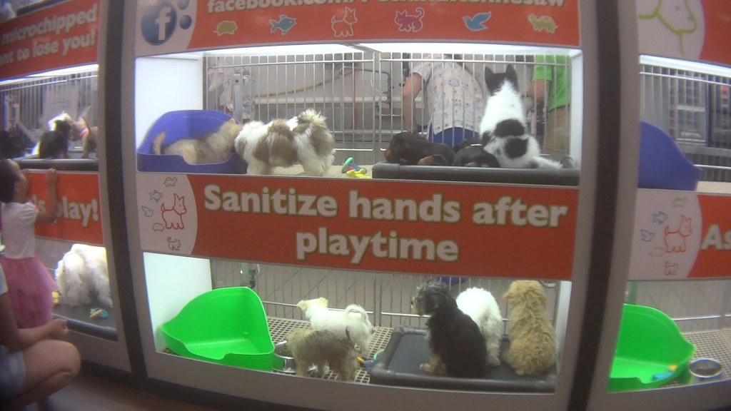 Picture of: Petland behind attempts to stop localities from banning puppy mill