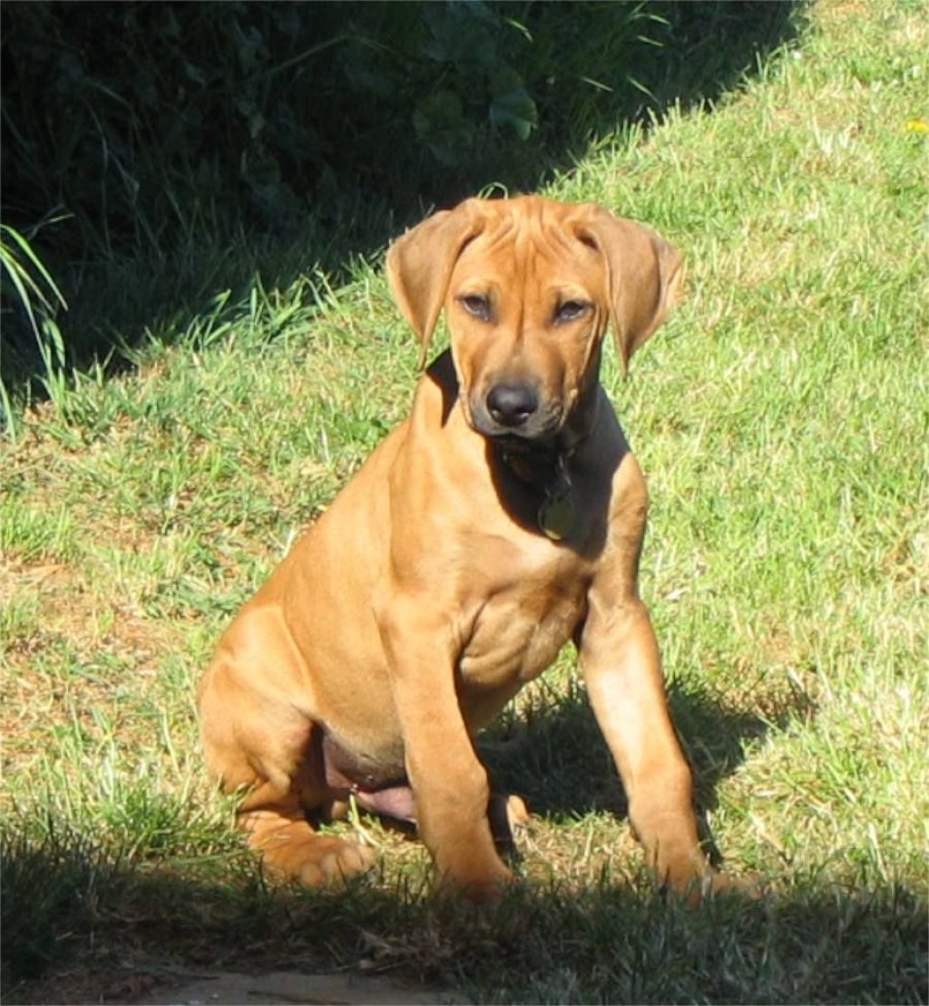Picture of: Pitbull mix puppies, Rhodesian ridgeback, Puppy dog pictures