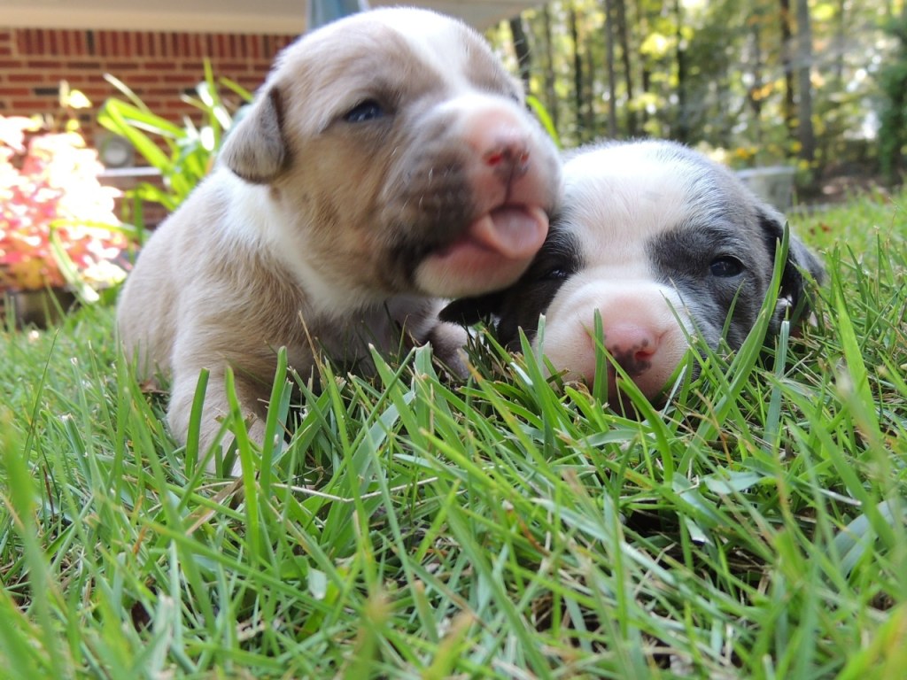 Picture of: Pitbull-Terrier Blue Nose Puppies!
