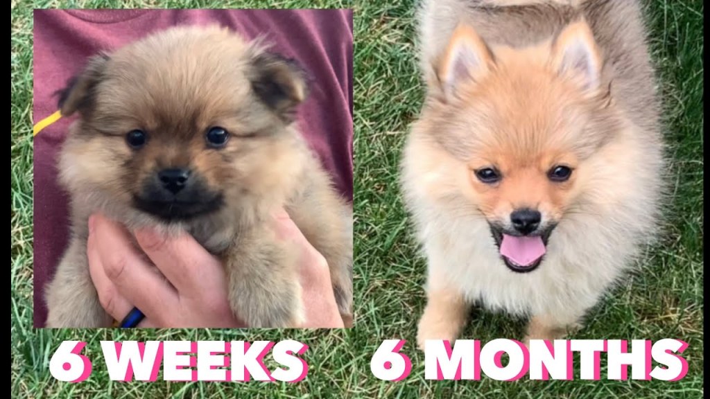 Picture of: Pomeranian Puppy GROWING  Weeks to  Months in Minutes! #Pomeranianpuppy